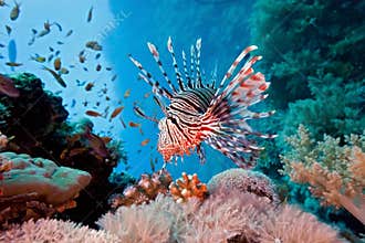 Lionfish on the coral reef