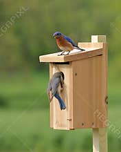 Eastern Bluebird Pair Building Nest