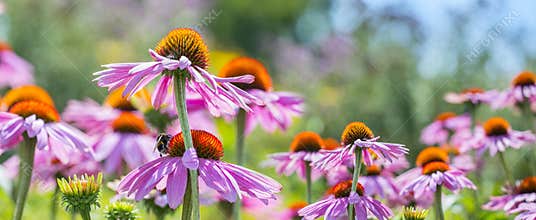 Echinacea purpurea - coneflower