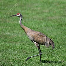 A Sandhill Crane