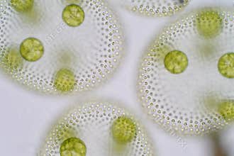 Volvox is a polyphyletic genus of chlorophyte green algae or phytoplankton.