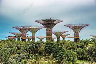 Supertrees, Supertree Grove at Gardens by the Bay in Singapore.