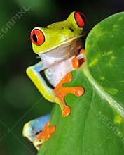 red eyed green tree frog, costa rica