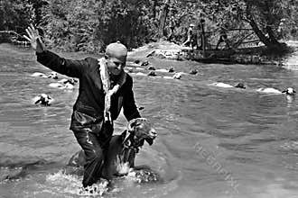 Sheep pass water contest