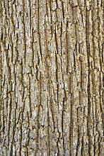 Texture of tree bark