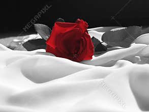 Desaturated Rose On Silk