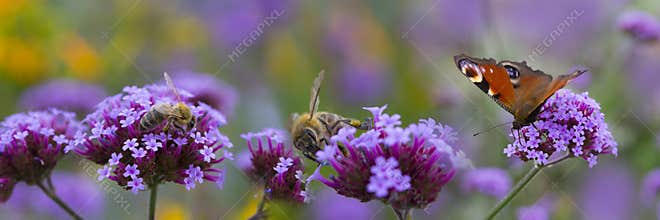 Bees and butterfly on the flower