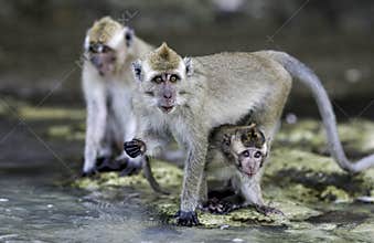 Crab eating macaque Macaca fascicularis monkeys on beach