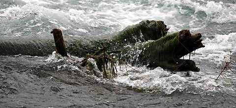 Log covered in wet green vegetation in rushing river