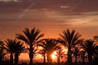 Palm trees during Las Vegas sunrise