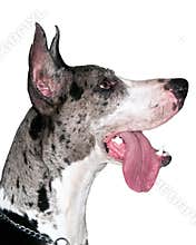 Great Dane Tongue