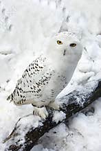 Snowy Owl in Snow