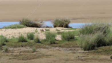 Crabs in Estrecho Natural Park, Tarifa, Spain