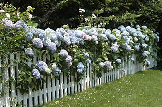 Hydrangeas on a fence