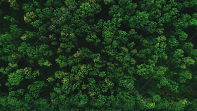 Drone flying forward above beautiful green forest. Aerial 4K flyover topview shot