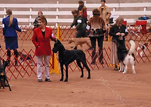 AKC Dog Show
