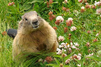 Groundhog in his natural habitat