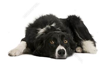 Front view of Border collie lying down