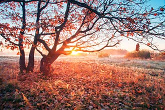 Autumn sunrise on meadow. Sun shines through branches with red foliage