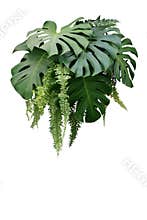 Tropical foliage plant bush of Monstera and hanging fern green l