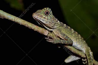 Amphibians & Reptiles in Sabah