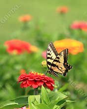 Yellow Swallowtail Butterfly in Flower Garden