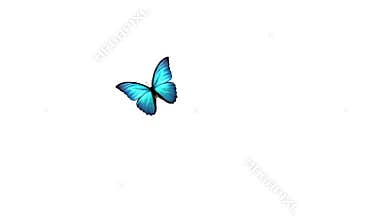 Butterfly flying and landing on a white background.