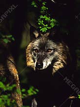 Wolf Portrait