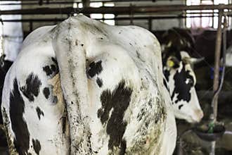 A motley, black-and-white cow stands in the barn.