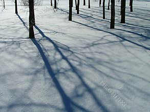 Tree trunks and shadows