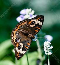 Common Buckeye Butterfly