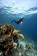 Underwater : Scuba-Diver & coral reef