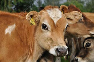 Jersey calves