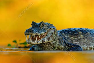 Yacare Caiman, Pantanal, Brazil. Detail portrait of danger reptile. Crocodile in river water, evening light.