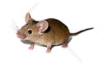 Small domestic mouse