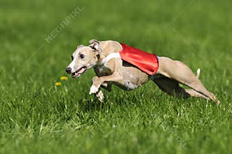 Whippet coursing