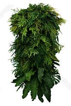 Tropical leaves foliage plant bush floral arrangement, vertical