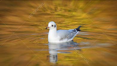 Seagull swimming in autumn colours