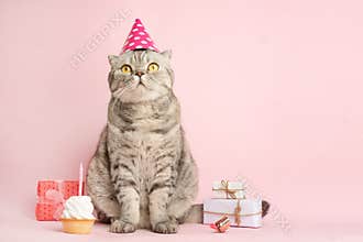 Funny cat in a cap celebrates birthday, on a pink background