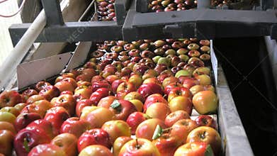 Fiji apples are washed and travel up a conveyor belt