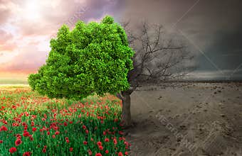 Ecological concept with tree and climate changing landscape