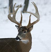 10 Point Whitetail Buck Deer