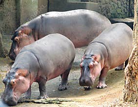 Three Hippopotami - Hippopotamus - Huge Animals - at zoo, Trivandrum, India
