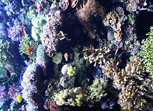 Coral Reef