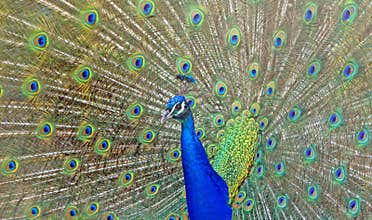Beautiful Peacock Displaying Tail Feathers
