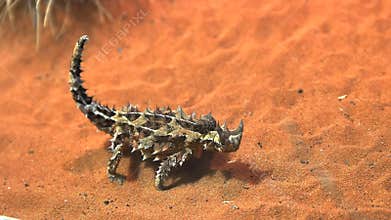 Thorny dragon lizard eats an ant