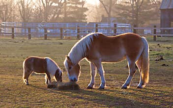 Mom and Baby Horse Eating Hay