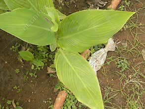 Close up of Canna lily leaves