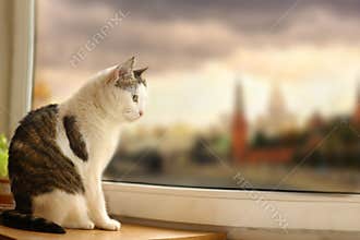 Mail tom cat sit on windowsill look through the window rain drop