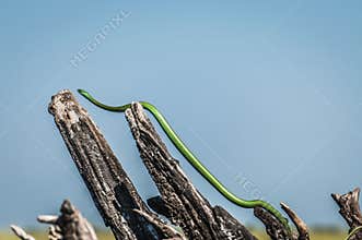 Slim green snake, stretched between dead tree branches
